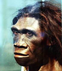 File:Homo erectus.jpg