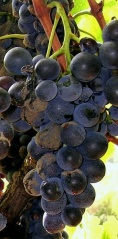 File:Raisin contaminé par le champignon Botrytis cinerea.JPG