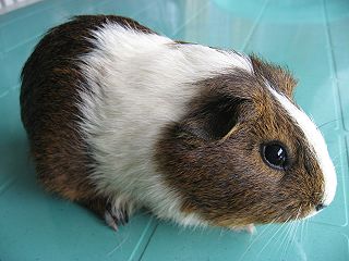File:Cochon d'Inde-577.jpg