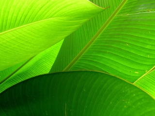 File:Feuilles de palmiers-8241.jpg