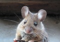 Thumbnail for version as of 15:09, 7 May 2009