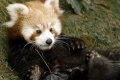 Thumbnail for version as of 16:53, 23 December 2011