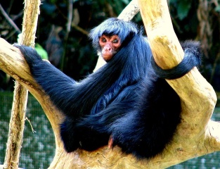 File:Atèle noir-Kwata-Ateles paniscus-Singe.jpg