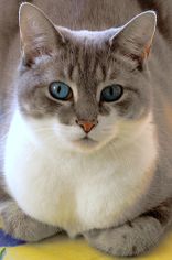Chaton-27.jpg