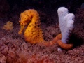 Thumbnail for version as of 14:33, 12 June 2010