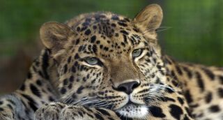 File:Leopard-de-l-amour.jpg