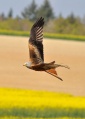 Thumbnail for version as of 07:15, 12 August 2012