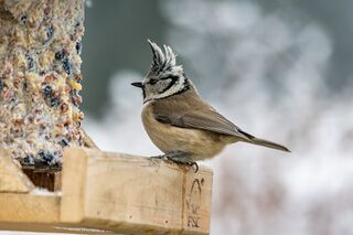 File:Nature-3033984 960 720.jpg