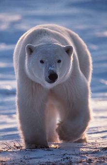 Un ours polaire