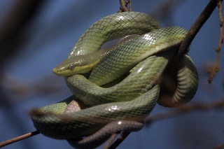 File:Mamba vert-2012.jpg