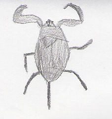 File:Nèpe.jpg