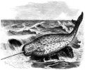 Thumbnail for version as of 23:00, 3 May 2010