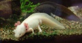 Thumbnail for version as of 16:28, 24 December 2011