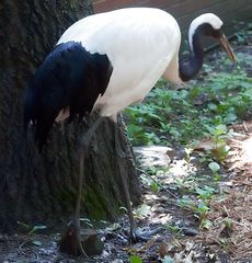 File:Grus japonensis 5zz.jpg