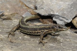 File:Lezard 2.jpg