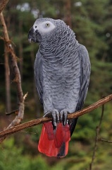 File:Perroquet jaco.jpg