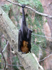 File:Renard volant 1.jpg