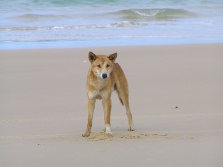 File:Dingo-4254.jpg