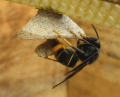 Thumbnail for version as of 14:57, 18 April 2014