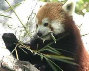 File:Pandaroux.jpg