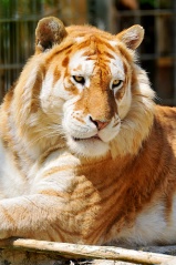 File:Tigre doré-6371.jpg