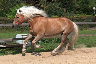 File:Cheval Haflinger.jpg