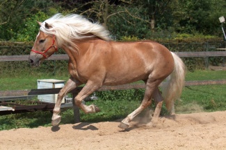 Cheval Haflinger.jpg