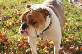 File:English-bulldog.jpg