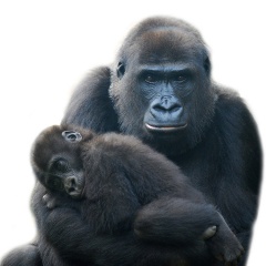 File:Mother and baby gorilla.jpg