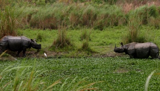 File:Rhinocéros Indien Kaziranga-Assam 02.jpg