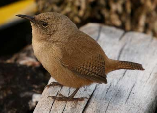 File:Troglodytes cobbi.png