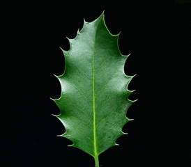 File:Image feuille.gif