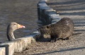 Thumbnail for version as of 15:09, 21 December 2010