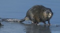 Thumbnail for version as of 15:21, 25 January 2009
