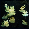 Thumbnail for version as of 22:41, 24 October 2009