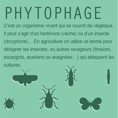 File:Phytophage.jpg