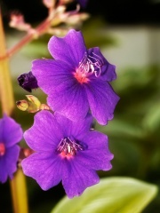File:Violette-5179.jpg