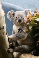 File:Koala-4214.jpg