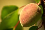 Abricot-6158.jpg