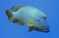 Thumbnail for version as of 13:35, 3 August 2010