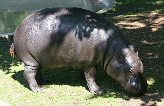 File:Hippopotame nain (Hexaprotodon liberiensis).jpg