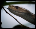 Thumbnail for version as of 17:48, 2 January 2012