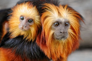 File:Singe à crête de lion (mère et fils)-258.jpg