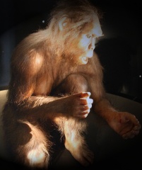 File:Homo habilis.jpg