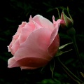 Thumbnail for version as of 16:37, 21 September 2011