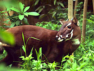 File:Saola.png