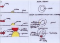 Diagram of atheroma