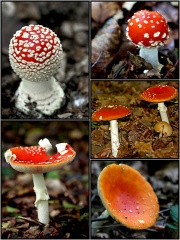 File:Danger rouge ! - Red danger !-6970.jpg