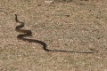 Thumbnail for version as of 15:20, 2 January 2012