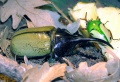 Thumbnail for version as of 20:05, 21 June 2013